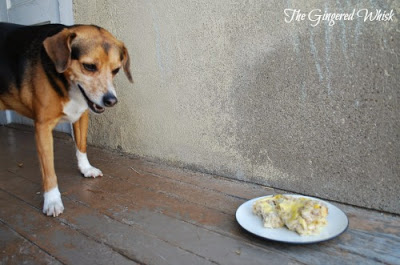 dog next to plate of biscuit and gravy casserole