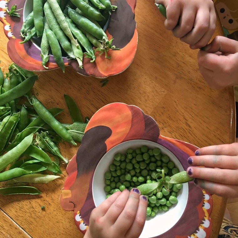 kids shelling peas into bowls