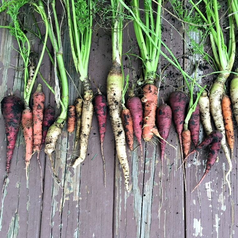 line of rainbow carrots