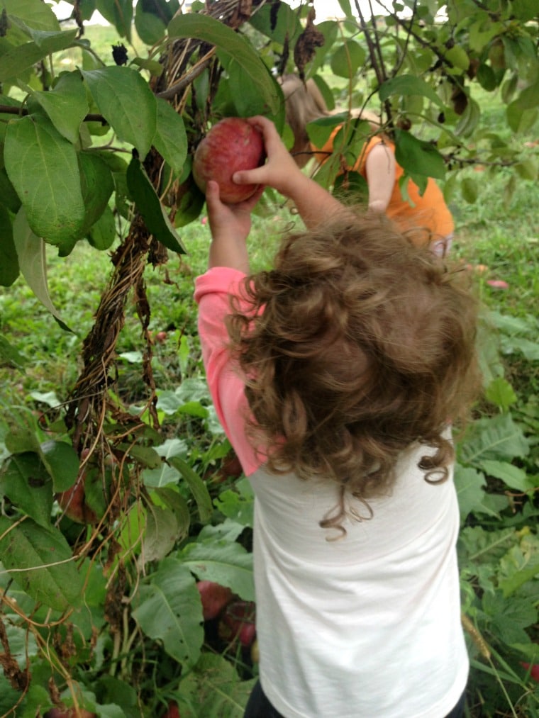 child picking apple from tree